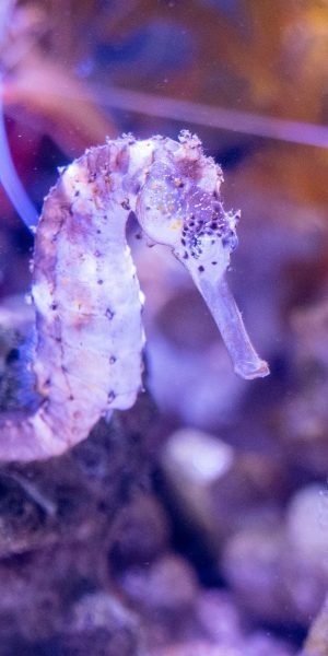 A seahorse swimming among rocks in a clear aquarium, showcasing its unique shape and vibrant colors
